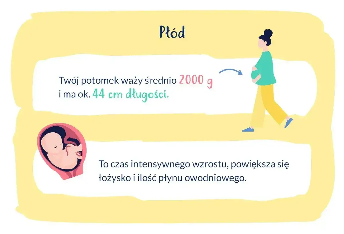 33 tydzień ciąży: płód waży ok. 2000 g i ma 44 cm. Intensywny wzrost, rośnie łożysko i płyn owodniowy.