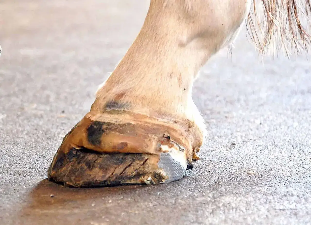 Pied de cheval montrant des signes de maladie de la ligne blanche, avec une séparation visible entre la sole et la paroi du sabot.