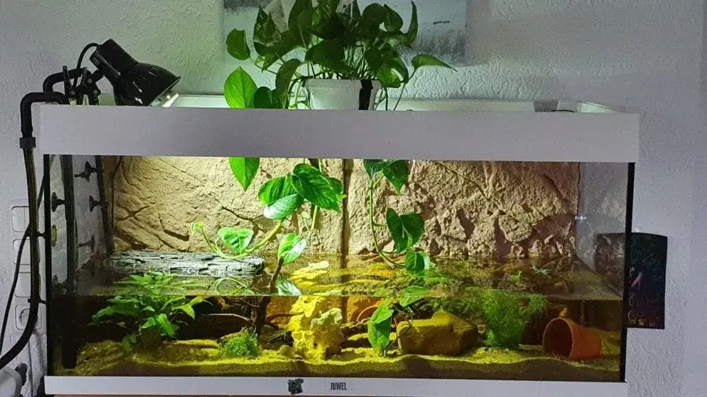 przykładowe akwaterrarium dla żółwia wodno-lądowego