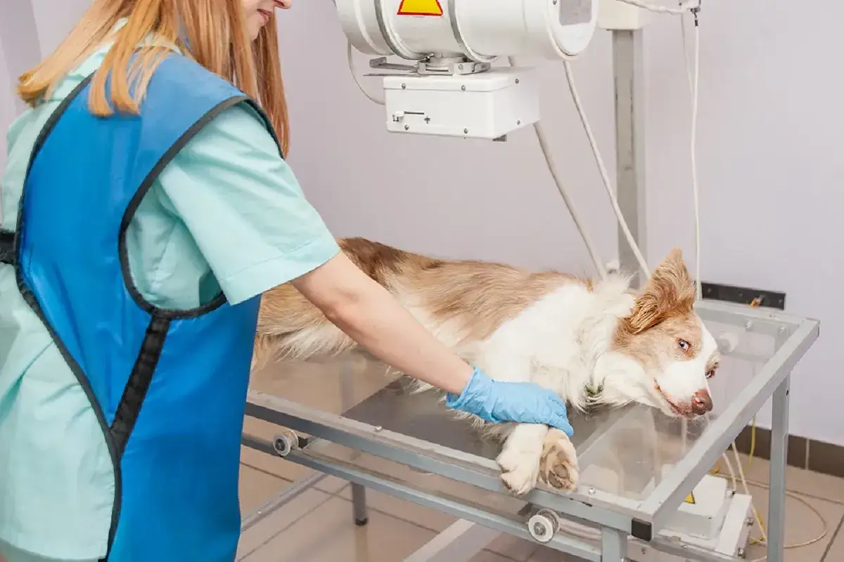 V&eacute;t&eacute;rinaire examinant un chien pour un ost&eacute;osarcome. L'esp&eacute;rance de vie d'un chien atteint de cette maladie d&eacute;pend du stade et du traitement.