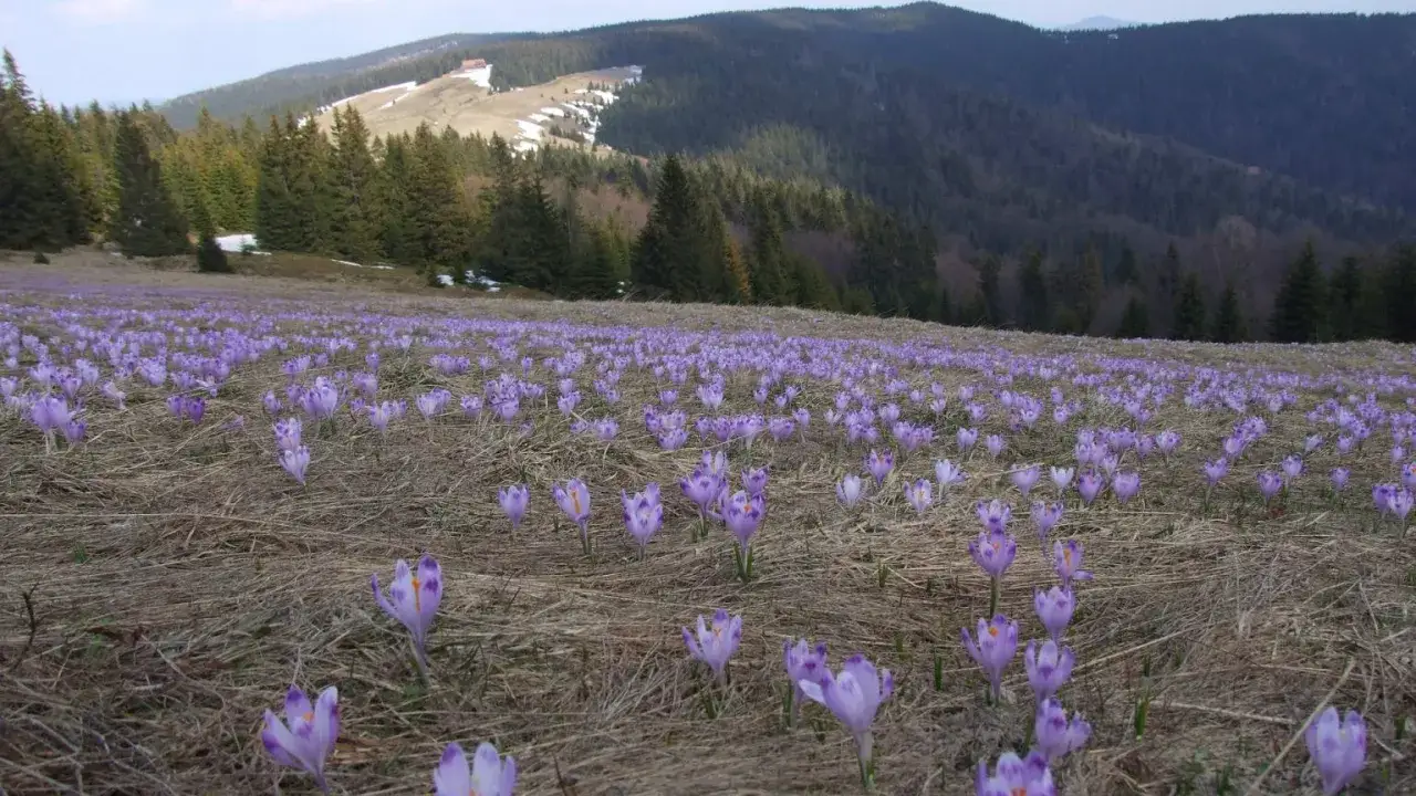 Fioletowe krokusy w Beskidach tworzą dywan na zboczu góry, otoczonym lasem iglastym.