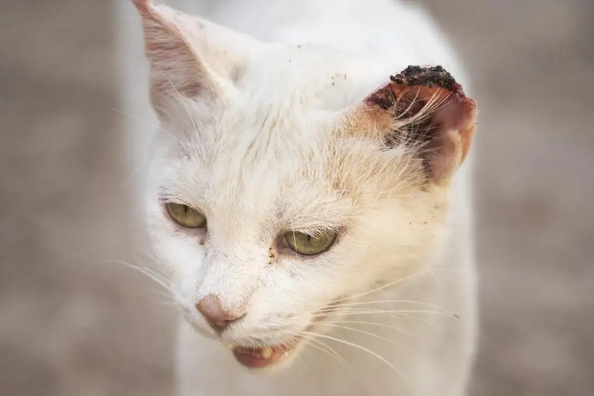 Gato blanco con una herida en la oreja, posiblemente por tiña en gatos.