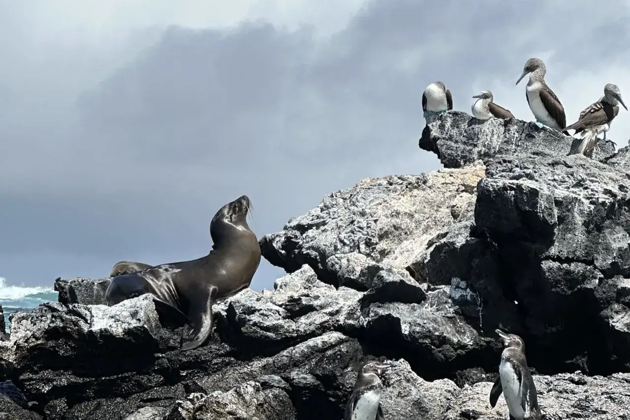 Na skalistych wybrzeżach Galapagos, lw morski wygrzewa się obok pingwinów i głuptaków.
