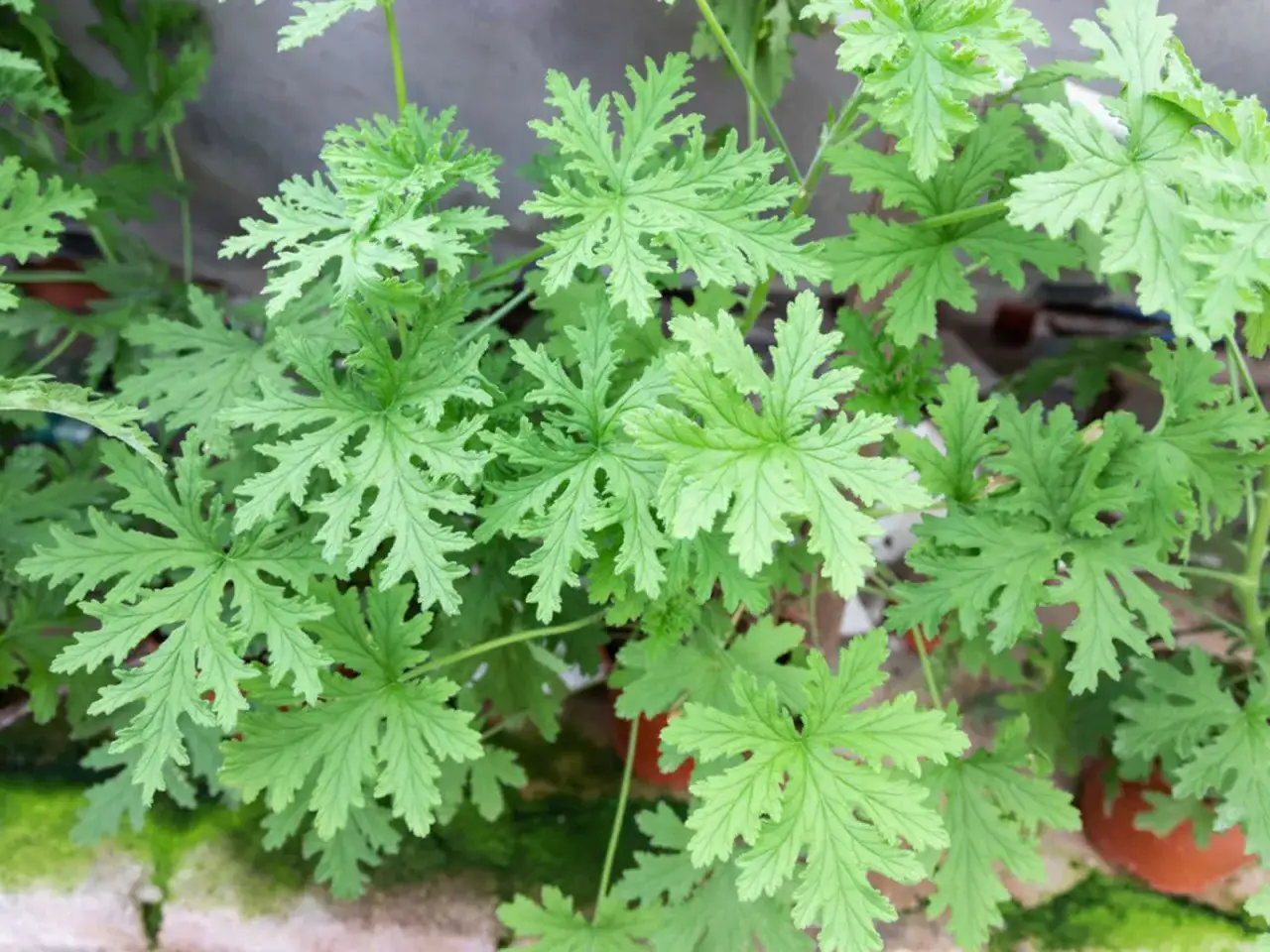 Liście cytrusowego geranium, które odstrasza komary. Czy geranium jest trujące? Nie, jest bezpieczne dla ludzi i zwierząt.