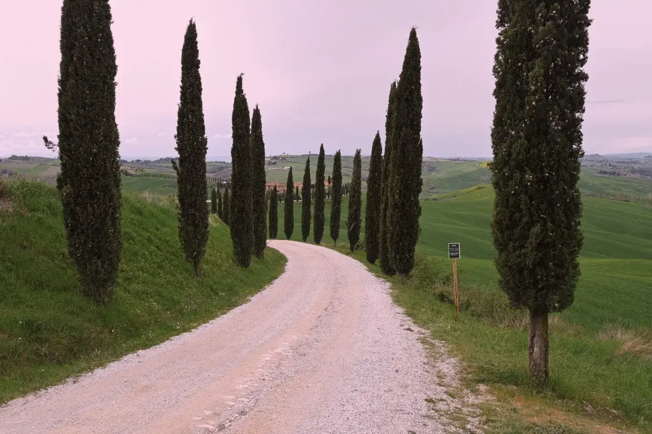Viale dei cipressi a Siena, con una strada bianca che serpeggia tra dolci colline verdi e alberi slanciati.