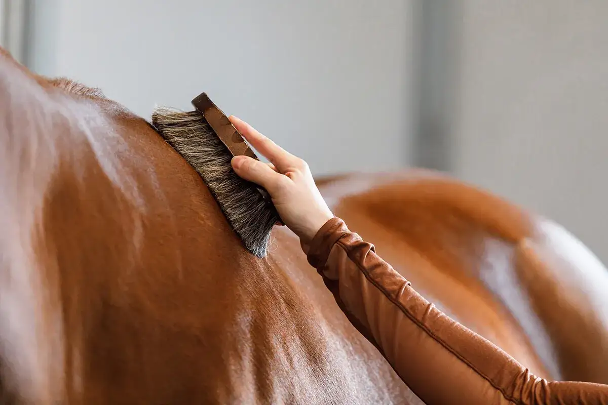 Main d'une personne effectuant le pansage d'un cheval brun avec une brosse.