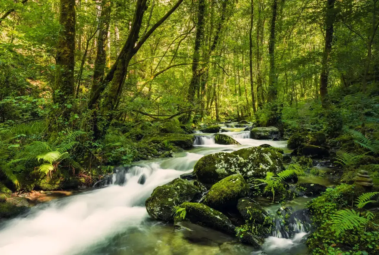 Un río serpentea entre rocas cubiertas de musgo y helechos en un bosque frondoso, evocando la magia de las fervenzas de Galicia.