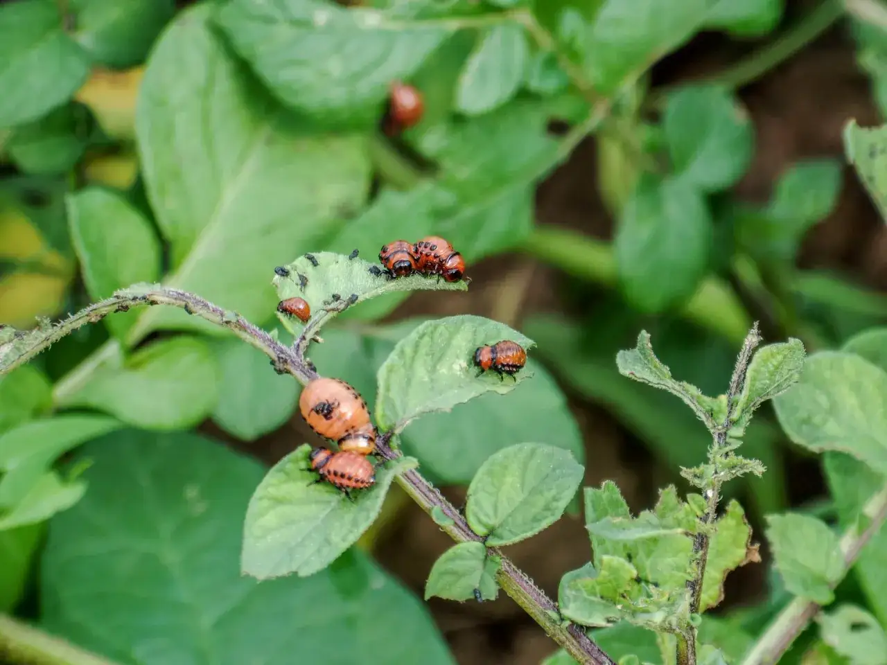 Larve e adulti di coleottero dorifora nero si nutrono di foglie di patata, lasciando segni di distruzione.