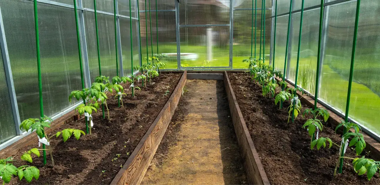 Jeunes plants de variétés de tomates rampantes dans une serre, prêts à pousser le long des tuteurs verts.