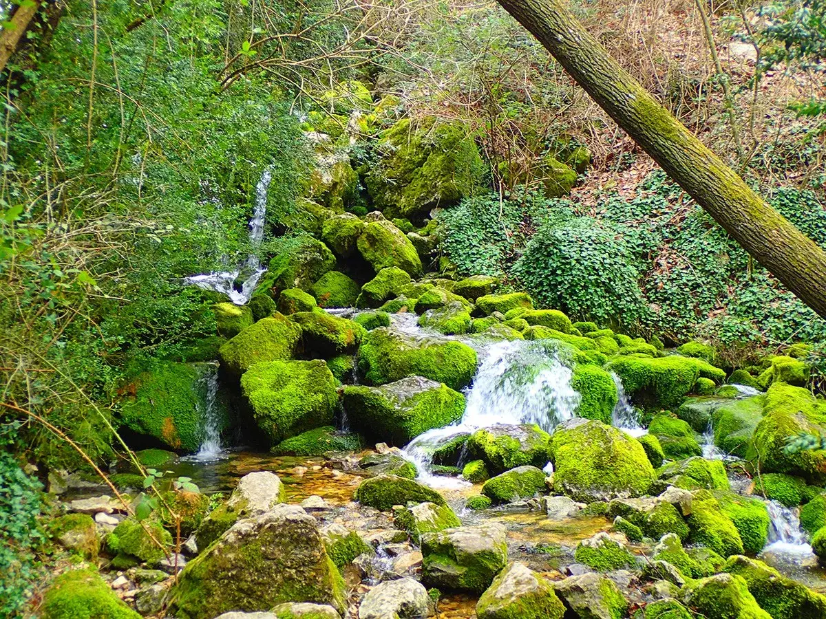 Cascada Sant Llorenç de Morunys, un arroyo serpentea entre rocas cubiertas de musgo verde vibrante, rodeado de exuberante vegetación.