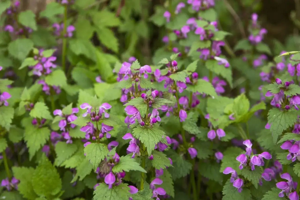 Jasnota purpurowa roślina
