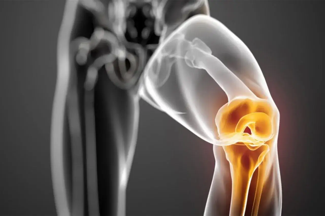 Illustrazione anatomica del ginocchio con evidenziato il menisco. L'osteopata valuta la salute del ginocchio.