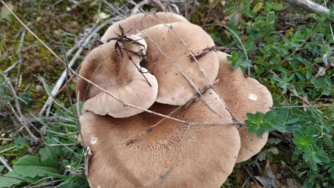 Un grupo de setas de cardo de color marrón claro, con ramas secas cruzadas sobre ellas, crecen entre la vegetación verde y el suelo.