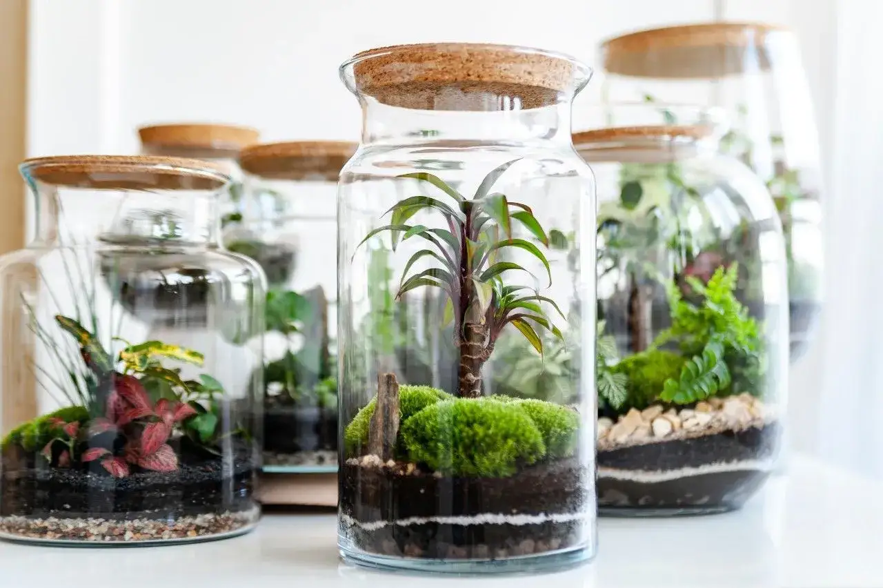 warstwy terrarium roślinnego przekrój