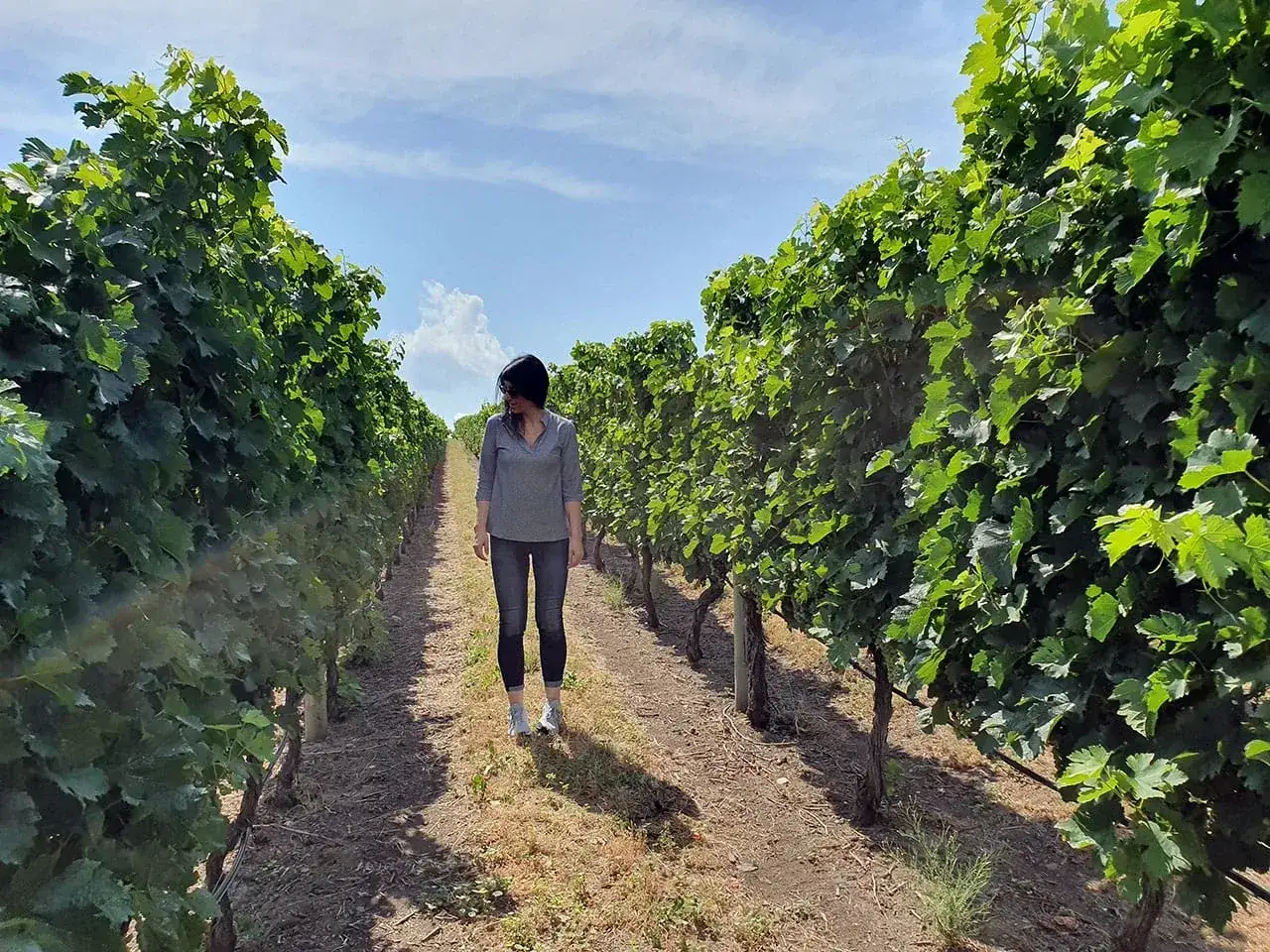 Donna cammina tra filari di viti rigogliose, assaporando l'aria di un vigneto canadese.