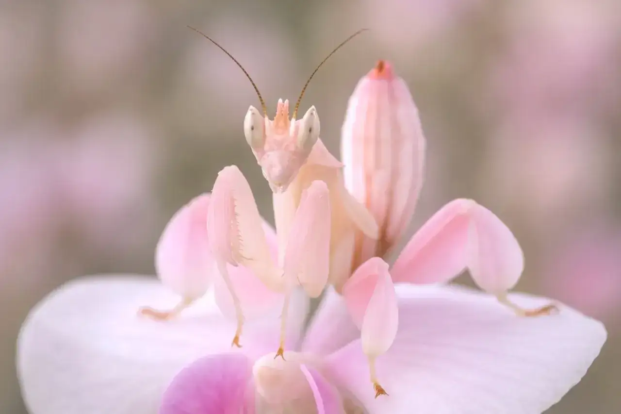Różowa modliszka orchideowa czeka na swoją zdobycz. Wiadomo, co jedzą modliszki – owady.