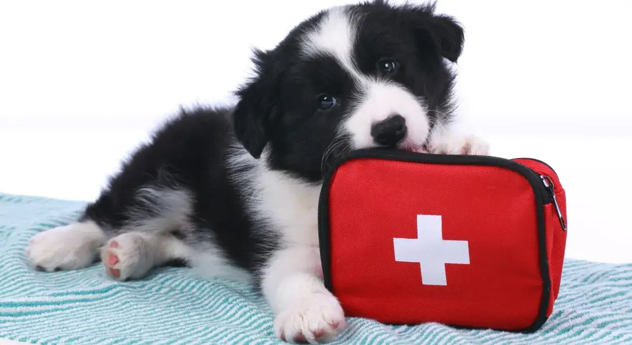 Słodki szczeniak border collie leży obok czerwonej apteczki z białym krzyżem. Wygląda, jakby chciał pomóc w przypadku wyrwanego pazura u psa.