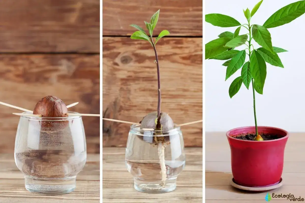 Étapes pour faire pousser un avocat : un noyau dans l'eau, puis une jeune pousse avec racines, et enfin un plant dans un pot.