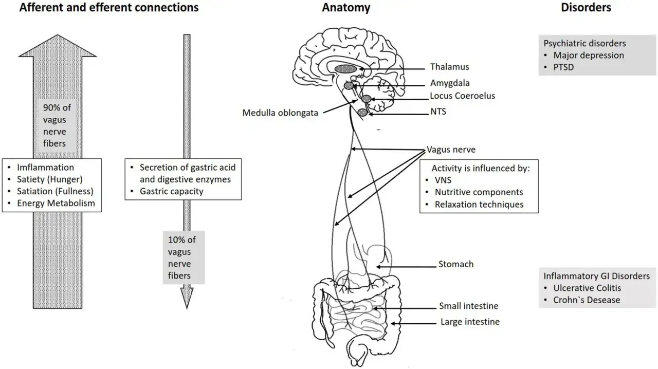 Diagrammet visar vagusnervens kopplingar till hjärnan och magen, samt hur den påverkar mättnad och matsmältning.