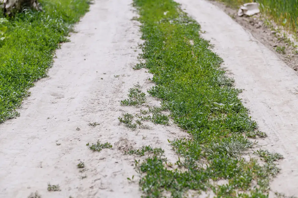 Droga dojazdowa do działki, zarośnięta trawą, czeka na utwardzenie. Wniosek o utwardzenie drogi dojazdowej do działki jest już złożony.