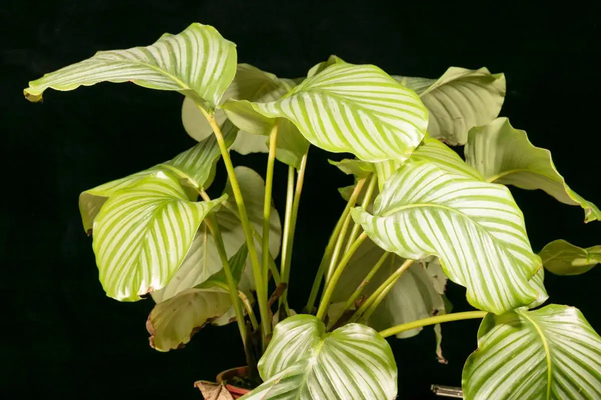 Calathea con hojas verdes y blancas, algunas con bordes amarillos, sobre fondo oscuro.