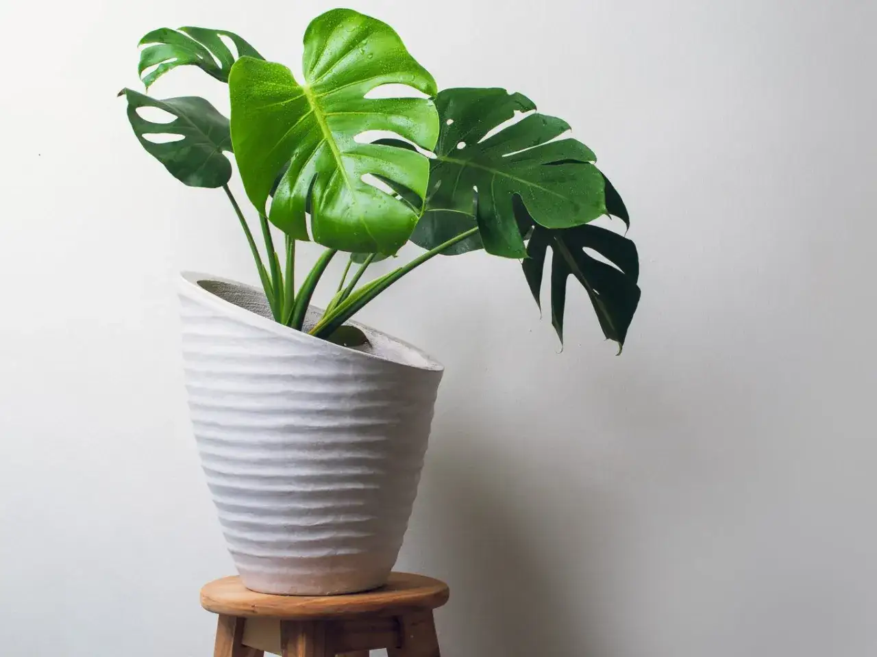Monstera w białej donicy na drewnianym stołku. Czy monstera jest trująca dla psa? Tak, zawiera szczawiany wapnia.