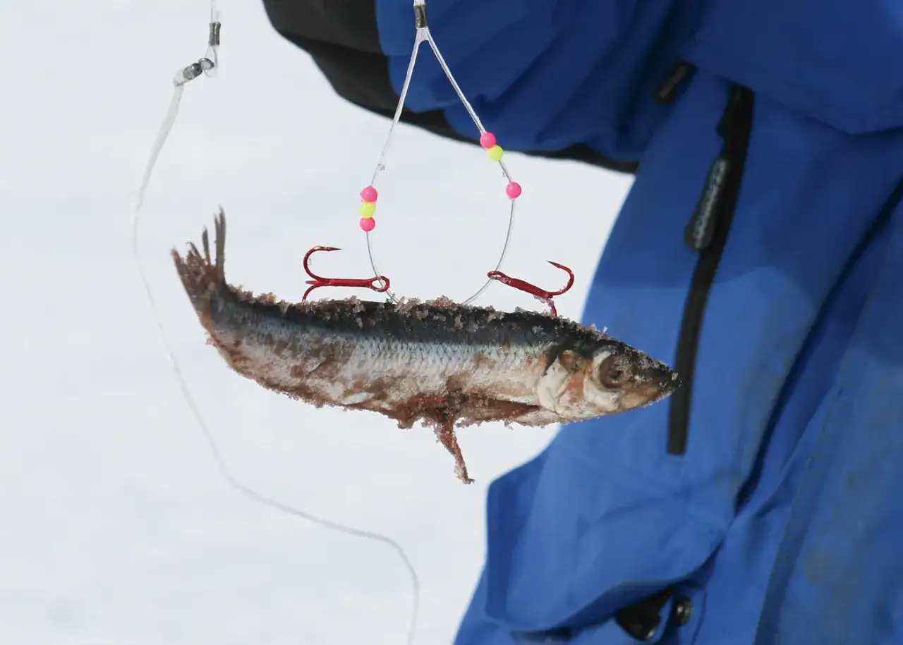Eisiger Fang: Ein Fisch h&auml;ngt an einer ryderhaken montage mit roten Haken und bunten Perlen, bereit f&uuml;r den n&auml;chsten Biss.