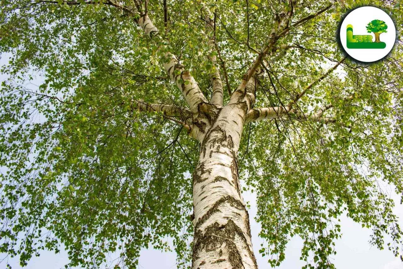 Ein majestätischer **Birke Baum** mit weißer Rinde und üppigem grünen Laubwerk, das sich gegen den hellen Himmel abhebt.
