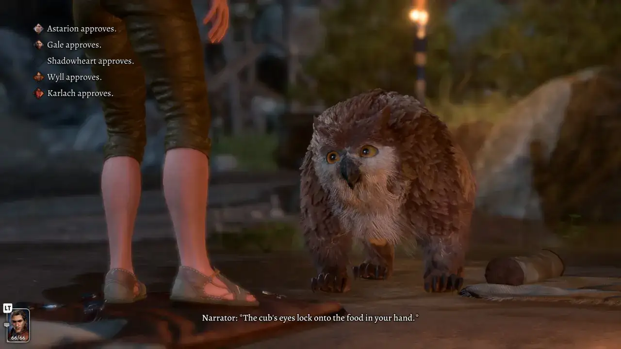 Un tierno oso lechuza de BG3 mira fijamente la comida.