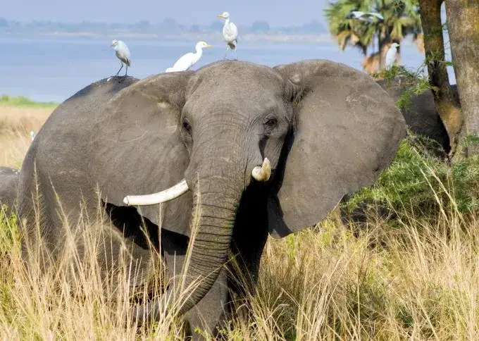 Safari w Parku Narodowym Kr&oacute;lowej Elżbiety Uganda