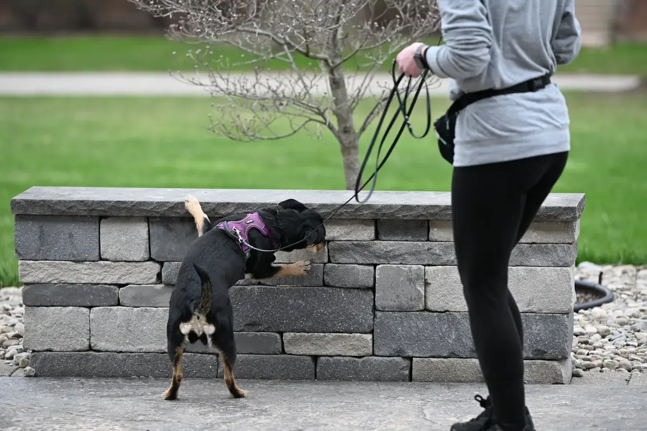 Hunden nosar nyfiket på en stenmur, en del av att **aktivera hund på promenad**.