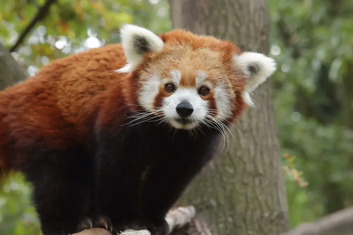 Un adorable panda roux, star du zoo de Pistoia, observe attentivement son environnement depuis sa branche.