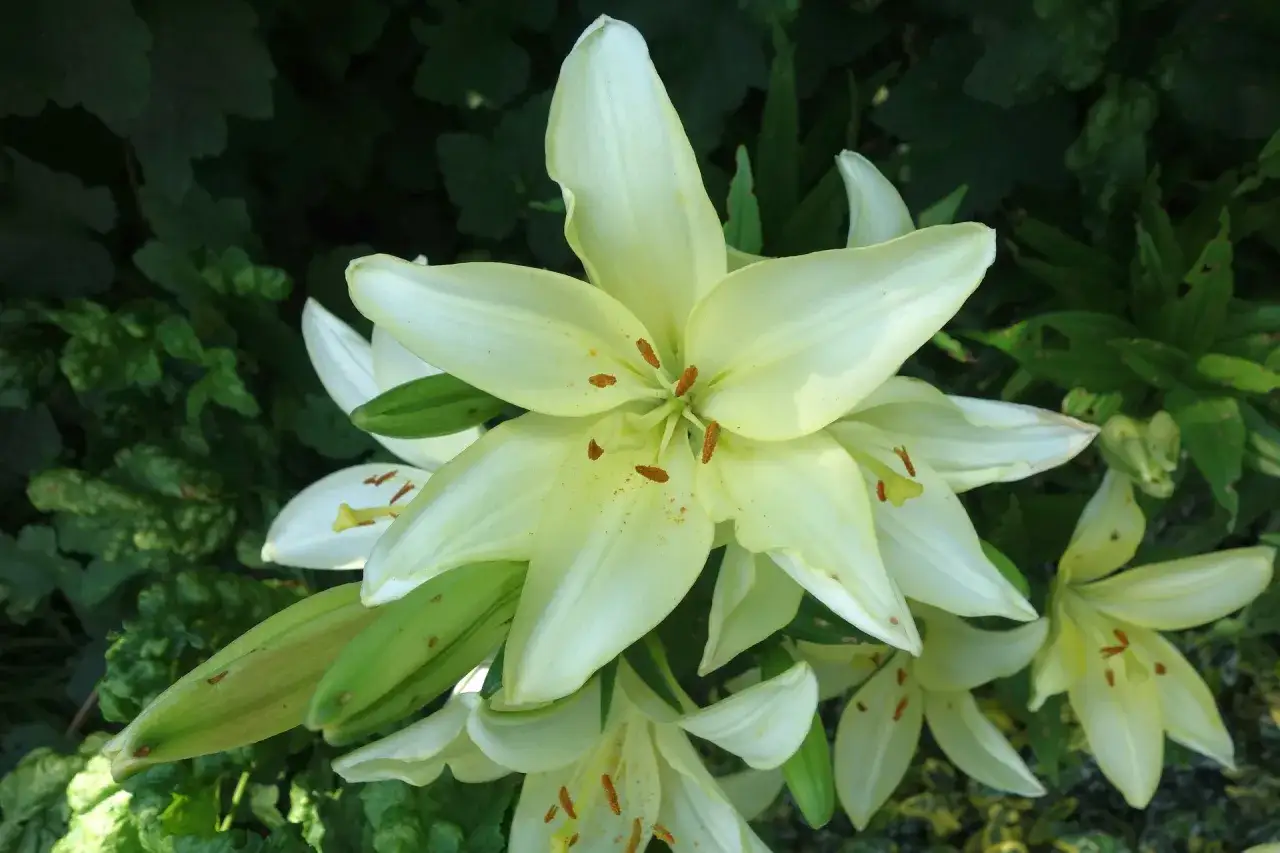 Weiße Lilien, die Reinheit und Hoffnung symbolisieren, wie in der Bibel erwähnt.