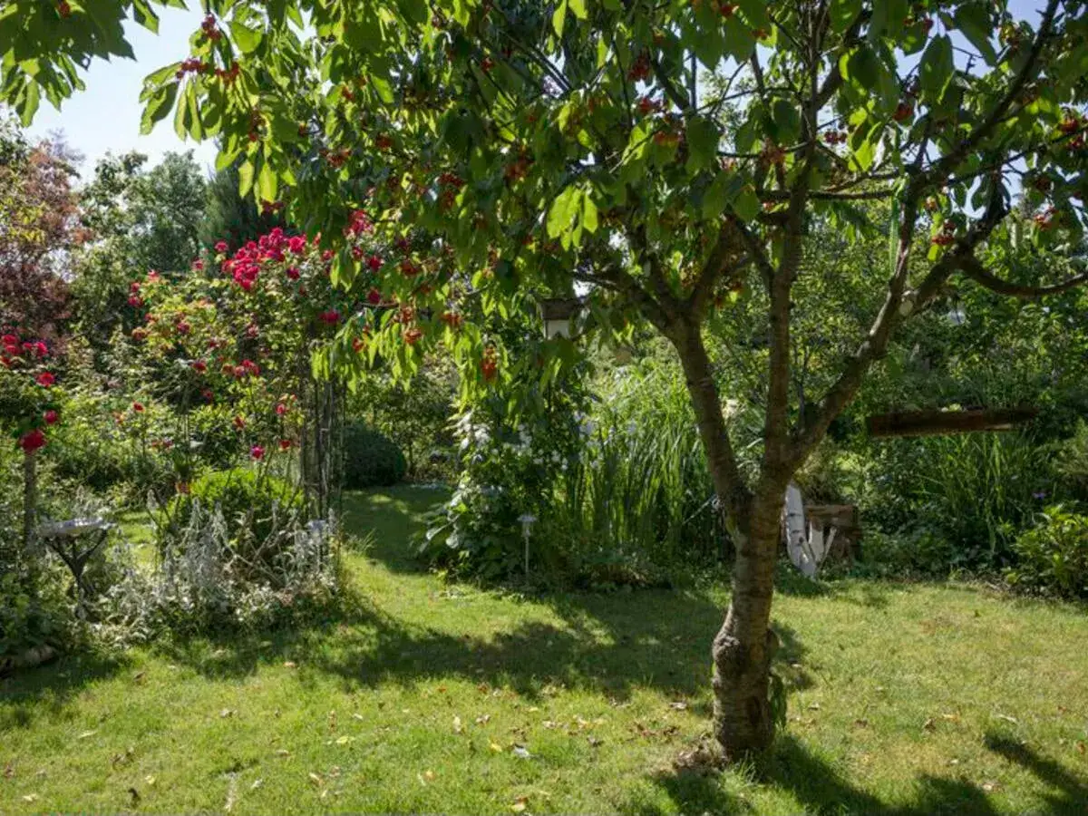 Ein Kirschbaum mit reifen Früchten steht im Schatten von Rosen. Der Garten lädt zum Verweilen ein.