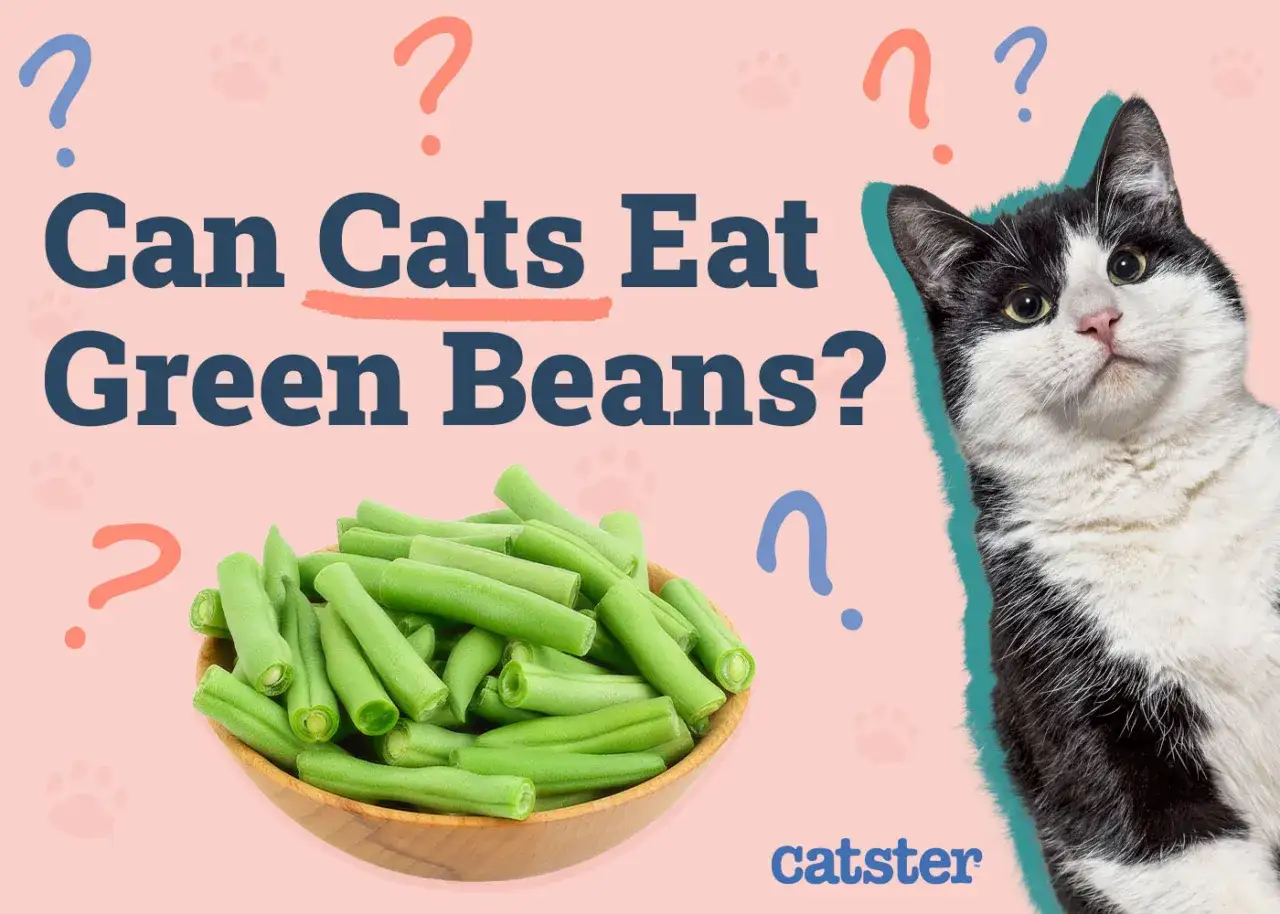 A black and white cat looks curiously at a bowl of green beans, with the question 