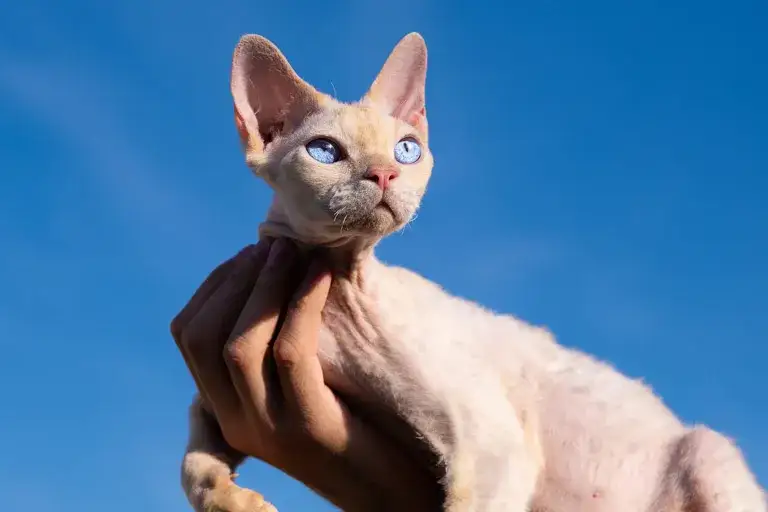 Zdjęcie Devon Rex w Łodzi - kocięta z rodowodem i najlepsze hodowle