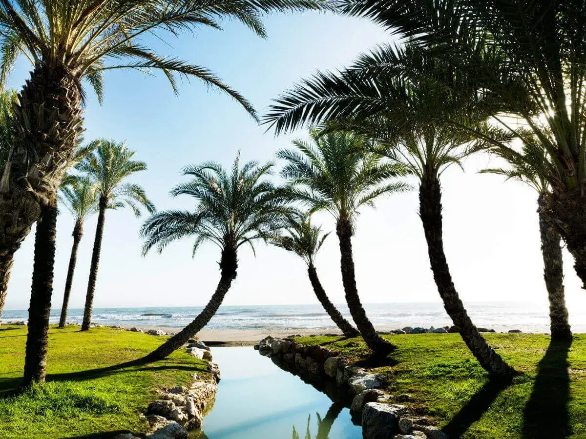 Palm trees frame a serene view of the ocean, hinting at the vibrant atmosphere of the Torremolinos gay beach.