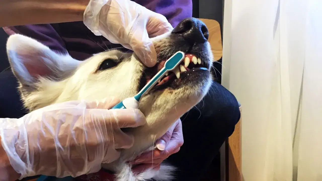 En person med handskar borstar tänderna på en vit hund. Kanske för att den gamla hunden luktar illa.