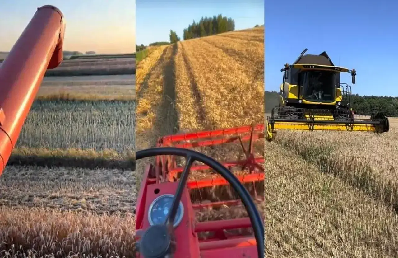 Żółte łany pszenicy w żniwa. Kombajny zbierają plony, widać kłos pszenicy w zbliżeniu.