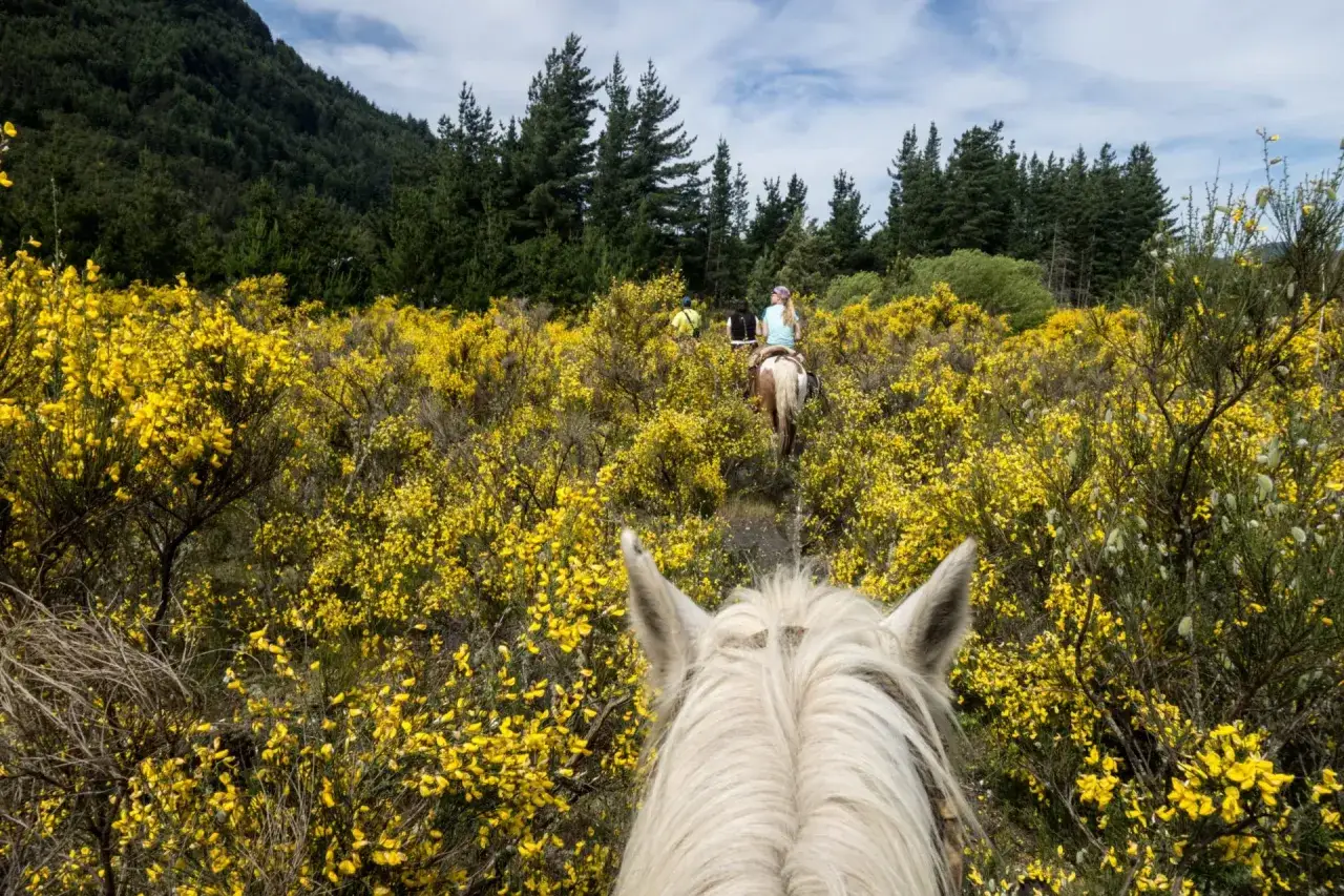 Un gruppo di persone fa **horse riding** attraverso un campo fiorito di giallo, con una foresta sullo sfondo.