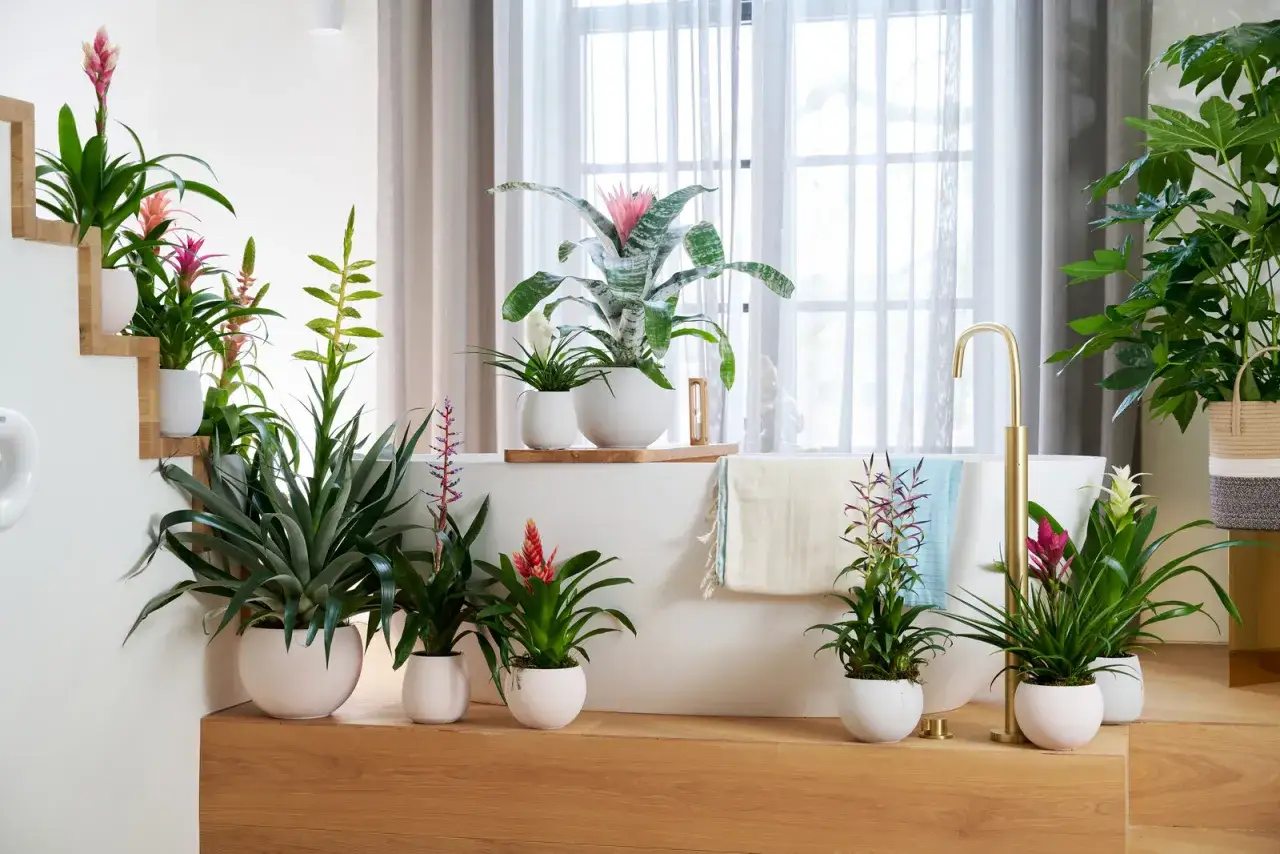 Wiele kolorowych kwiatów bromeliad zdobi łazienkę, tworząc tropikalną oazę.