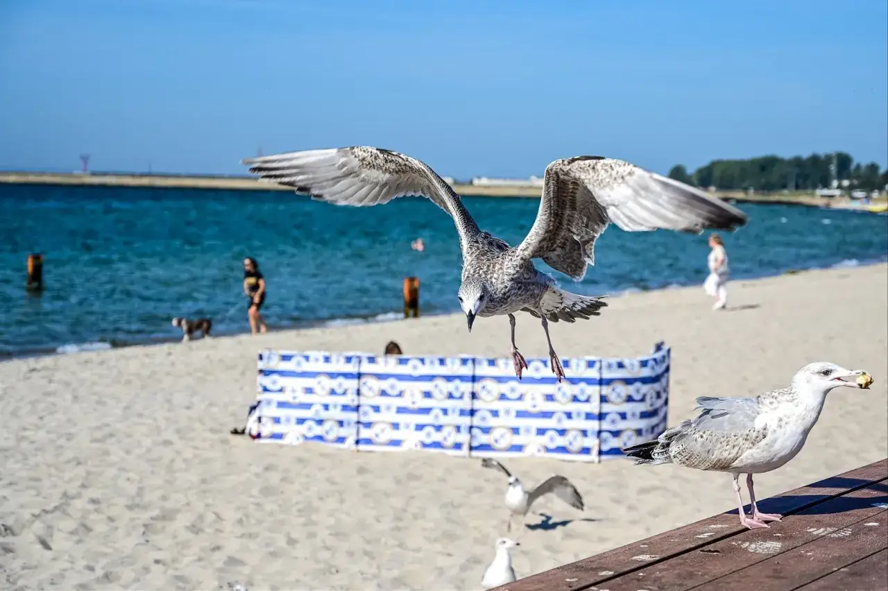 Sztormowe wakacje na Helu. Mewy krążą nad plażą, jedna z nich ląduje z przysmakiem.