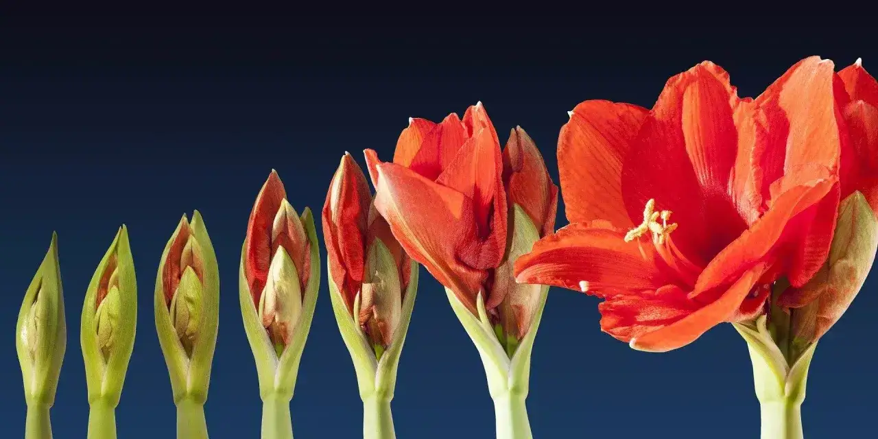 En rad amaryllisblommor i olika stadier av blomning, från knopp till fullt utslagen. En vacker illustration av hur man kan spara amaryllis.
