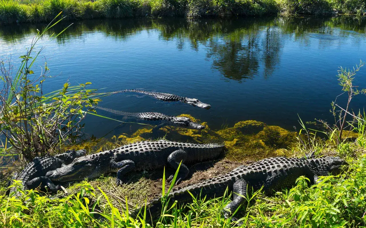 Alligatoren ruhen am Ufer eines Gew&auml;ssers in den Everglades, Florida. Ein weiterer Alligator schwimmt im Wasser.