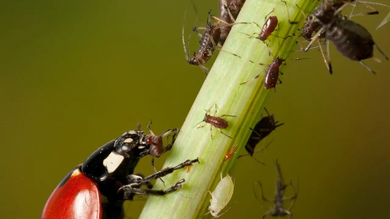 Coccinella rossa e nera, un vero predatore delle cimici, si nutre di afidi su uno stelo verde.