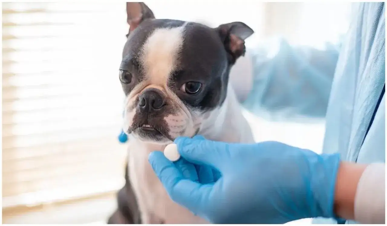Boston terrier dostaje tabletkę od weterynarza w niebieskich rękawiczkach.