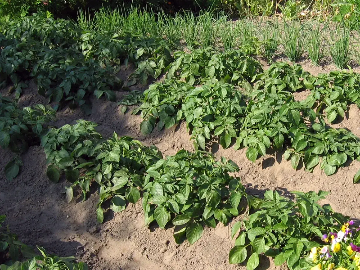 Rang&eacute;es de plants de pommes de terre verts et luxuriants dans un jardin. Le buttage des pommes de terre est essentiel pour une bonne r&eacute;colte.