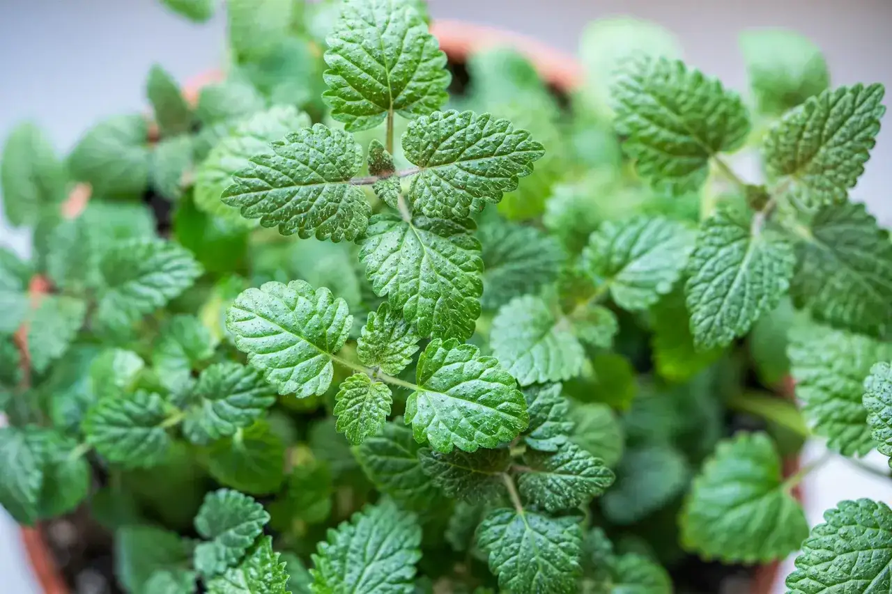 Feuilles vertes et texturées d'une plante, évoquant la phytothérapie pour perdre du poids.