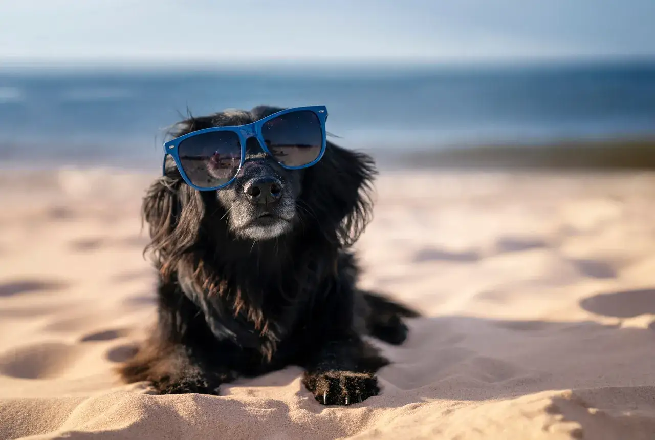 Czarny pies w niebieskich okularach przeciwsłonecznych leży na piaszczystej plaży. W tle widać spokojne morze i błękitne niebo. To idealny pies nad morzem, gotowy na wakacje.