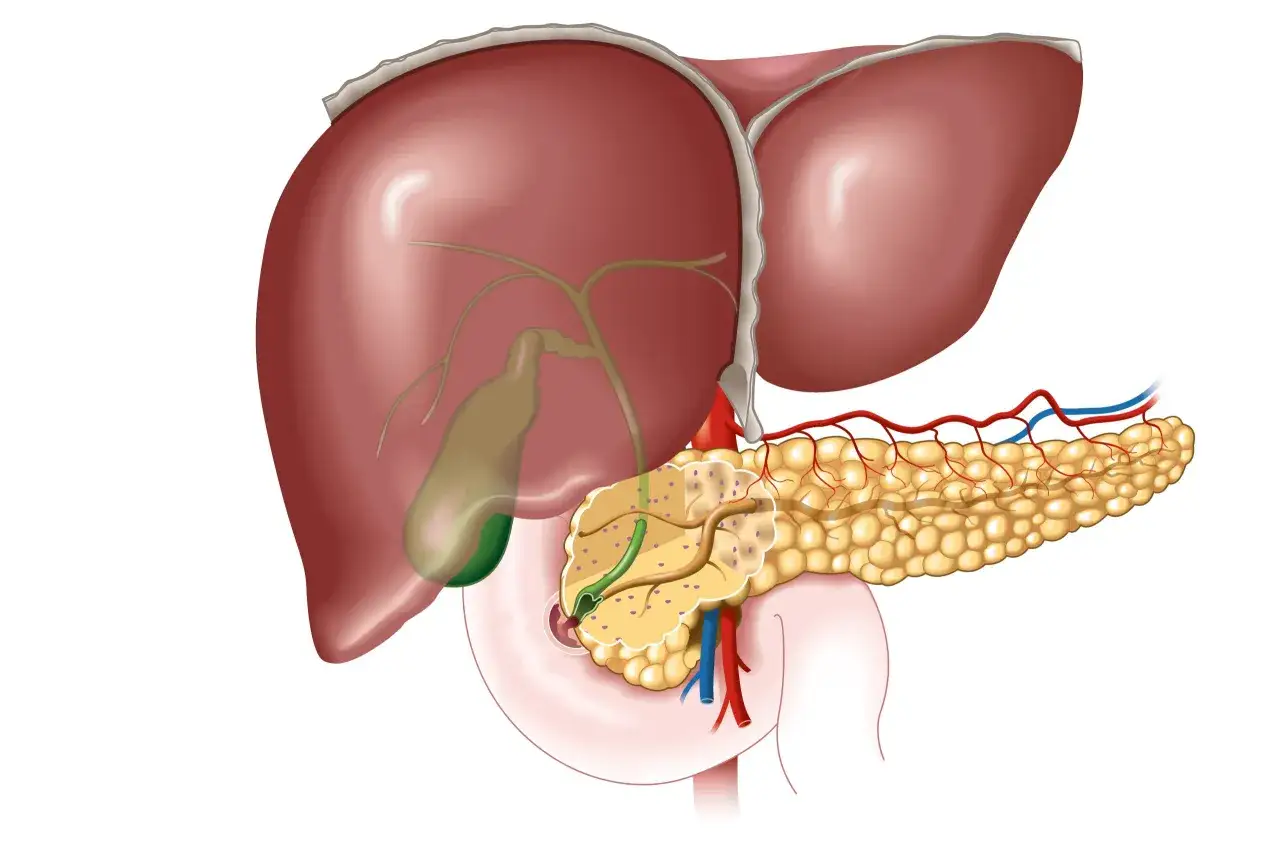 Wątroba anatomia i funkcja